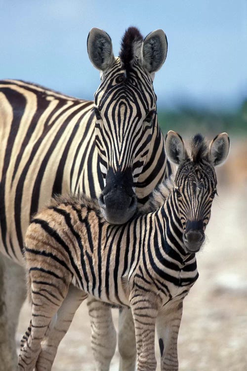 Zebra Herd Gathers On Salt Pan Near Water Hole, Namibia, Etosha National Park,