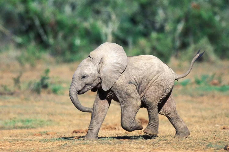 Baby Elephants By Water Hole, South Africa, Addo Elephant Nat'L Park.