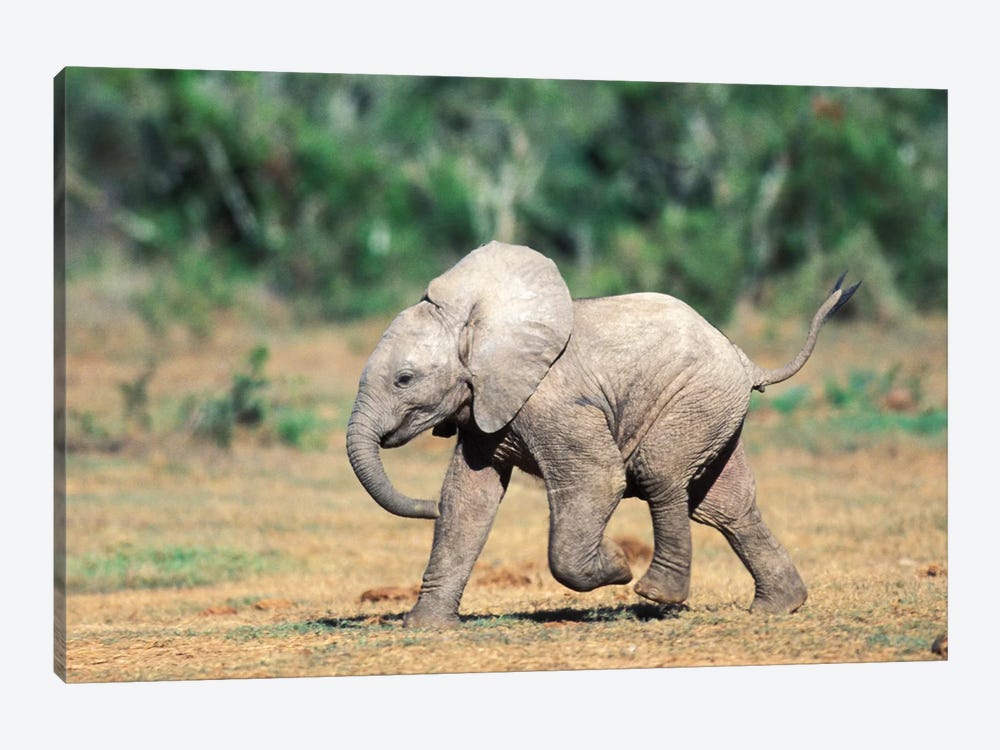 Baby Elephants By Water Hole, South Africa, Addo Elephant Nat'L Park. by Paul Souders 1-piece Canvas Wall Art