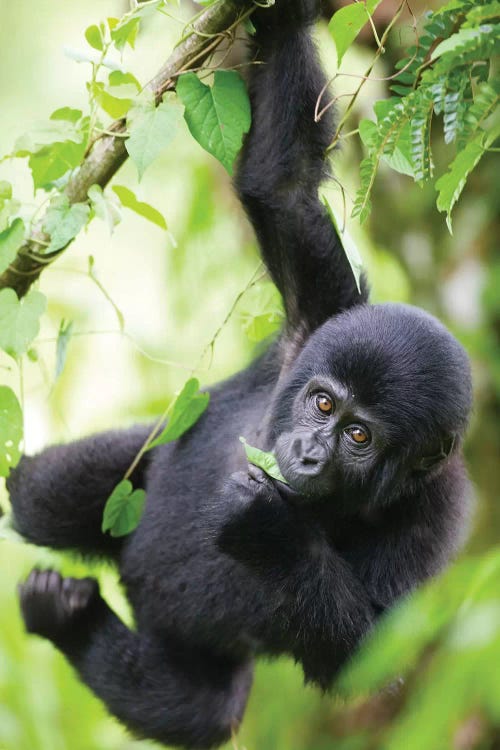 Baby Mountain Gorilla Hangs From Vine While Playing In Rainforest, Uganda, Bwindi Impenetrable National Park.