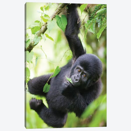 Baby Mountain Gorilla Hangs From Vine While Playing In Rainforest, Uganda, Bwindi Impenetrable National Park. Canvas Print #PSO18} by Paul Souders Canvas Art