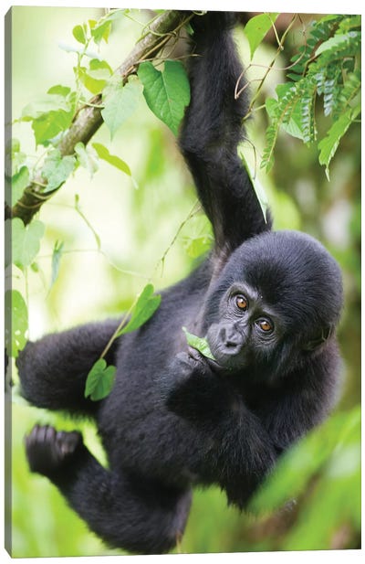 Baby Mountain Gorilla Hangs From Vine While Playing In Rainforest, Uganda, Bwindi Impenetrable National Park. Canvas Art Print - Gorilla Art