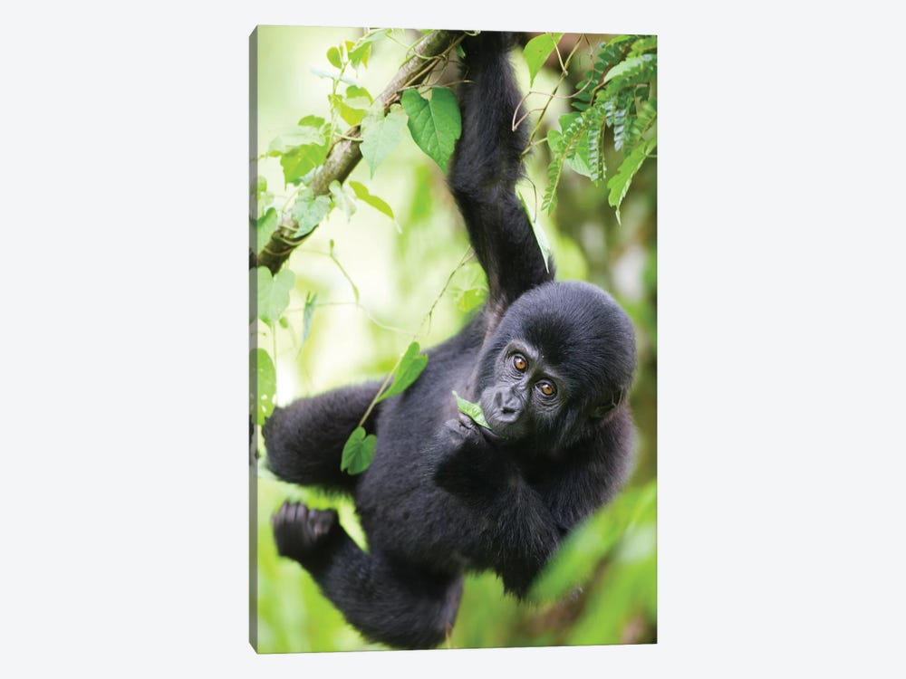 Baby Mountain Gorilla Hangs From Vine While Playing In Rainforest, Uganda, Bwindi Impenetrable National Park. by Paul Souders 1-piece Canvas Print