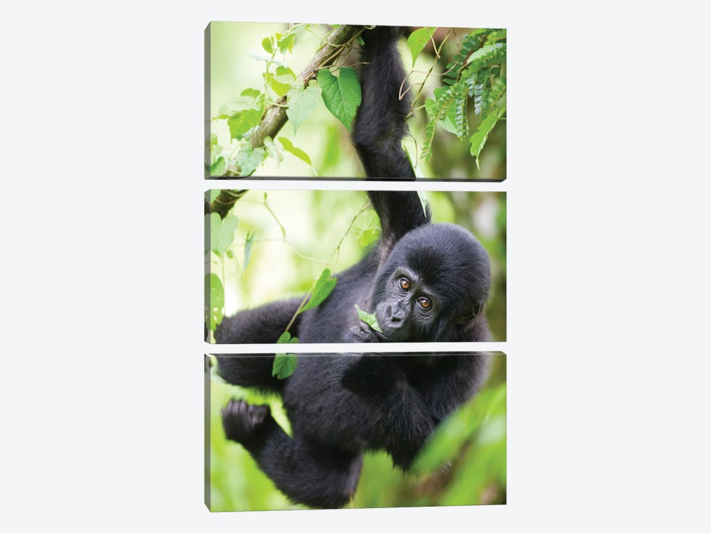 Baby Mountain Gorilla Hangs From Vine While Playing In Rainforest, Uganda, Bwindi Impenetrable National Park. by Paul Souders 3-piece Canvas Print