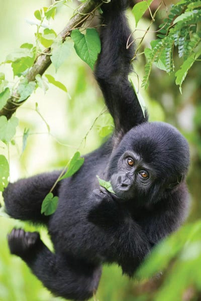 Paul Souders: Baby Mountain Gorilla Hangs From Vine While Playing In Rainforest, Uganda, Bwindi Impenetrable National Park. by Paul Souders