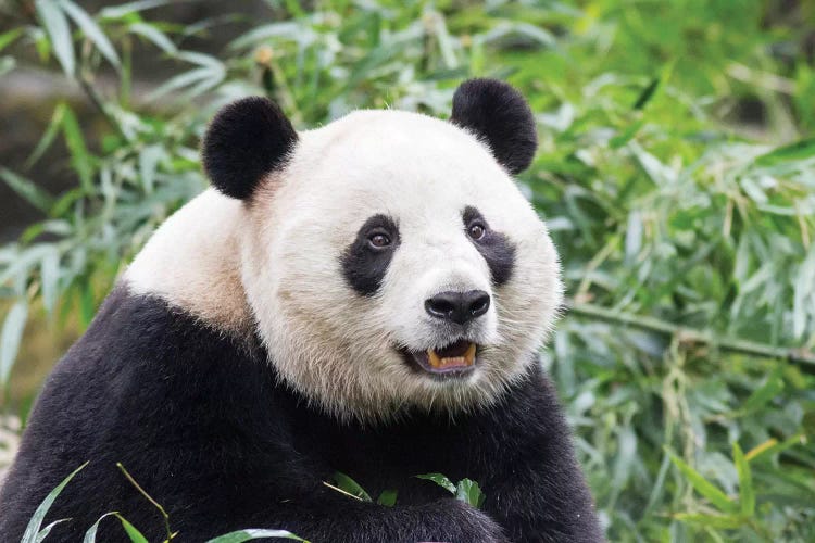 Giant Panda Bear Eating Bamboo Shoots At Chengdu Research Base Of Giant Panda Breeding, China, Sichuan Province, Chengdu.
