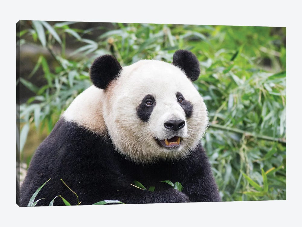 Giant Panda Bear Eating Bamboo Shoots At Chengdu Research Base Of Giant Panda Breeding, China, Sichuan Province, Chengdu. by Paul Souders 1-piece Canvas Art