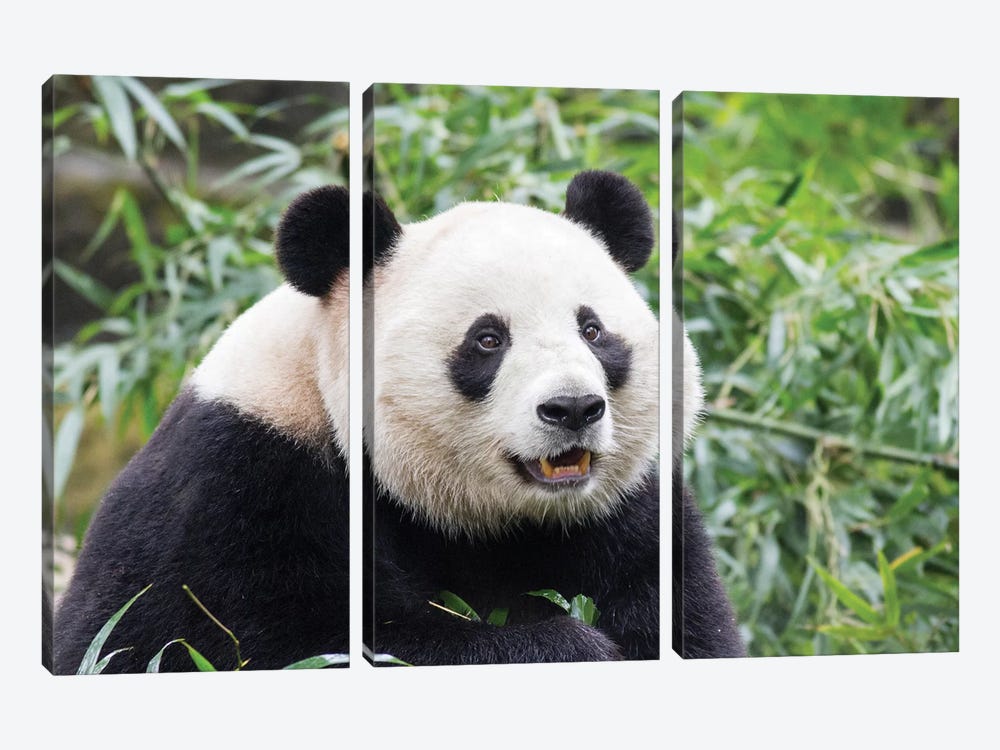 Giant Panda Bear Eating Bamboo Shoots At Chengdu Research Base Of Giant Panda Breeding, China, Sichuan Province, Chengdu. by Paul Souders 3-piece Canvas Art