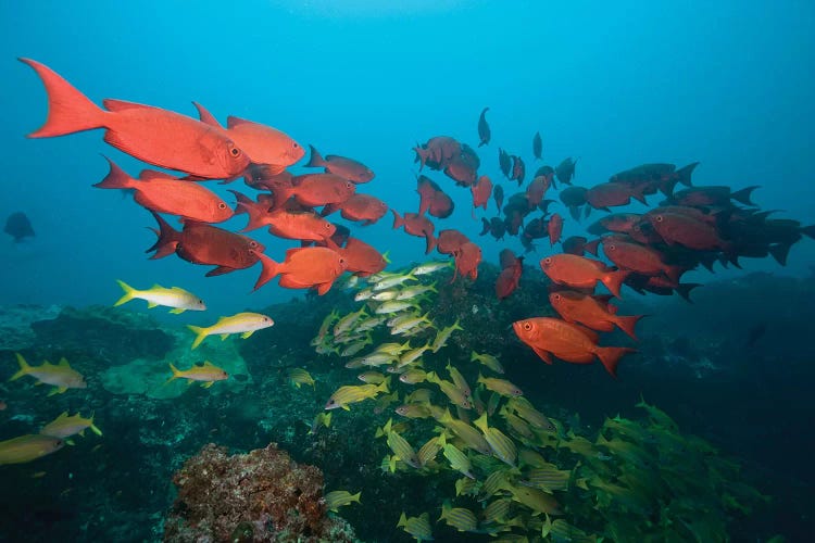 Shoals, Manta Reef, Praia de Jangamo, Mozambique