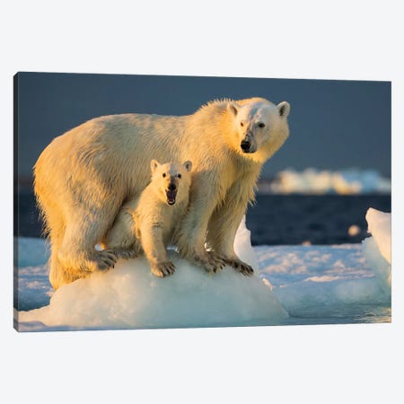 Polar Bear Cub Beneath Mother While Standing On Sea Ice Near Harbor Islands, Canada, Nunavut Territory, Repulse Bay. Canvas Print #PSO20} by Paul Souders Canvas Print