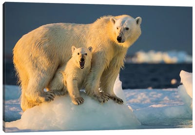 Polar Bear Cub Beneath Mother While Standing On Sea Ice Near Harbor Islands, Canada, Nunavut Territory, Repulse Bay. Canvas Art Print