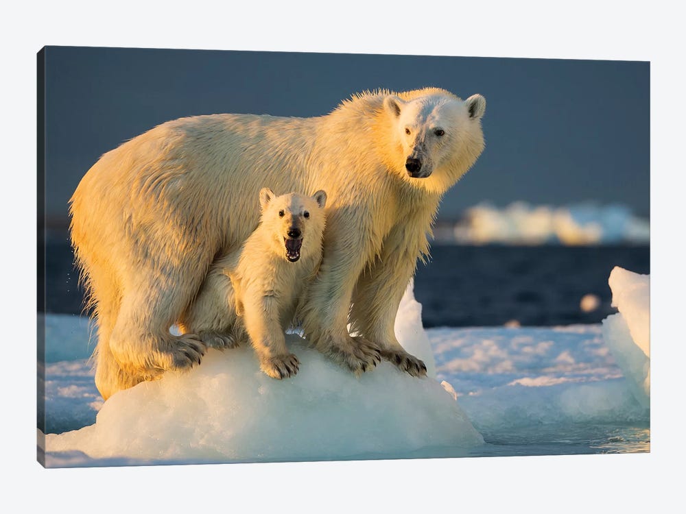 Polar Bear Cub Beneath Mother While Standing On Sea Ice Near Harbor Islands, Canada, Nunavut Territory, Repulse Bay. 1-piece Canvas Wall Art