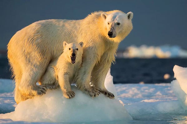 Polar Bear Cub Beneath Mother While Standing On Sea Ice Near Harbor Islands, Canada, Nunavut Territory, Repulse Bay.