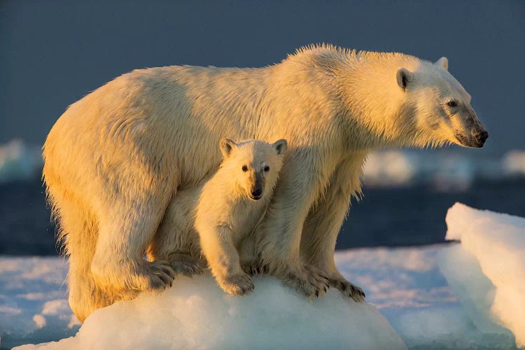 Polar Bear Cub Beneath Mother While Standing On Sea Ice Near Harbor Islands, Canada, Nunavut Territory, Repulse Bay. by Paul Souders wall art