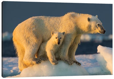 Polar Bear Cub Beneath Mother While Standing On Sea Ice Near Harbor Islands, Canada, Nunavut Territory, Repulse Bay. Canvas Art Print