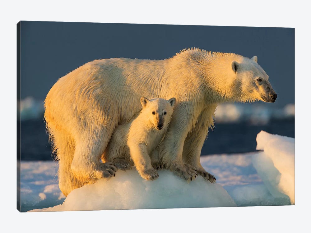Polar Bear Cub Beneath Mother While Standing On Sea Ice Near Harbor Islands, Canada, Nunavut Territory, Repulse Bay. by Paul Souders 1-piece Canvas Print