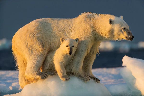 Polar Bear Cub Beneath Mother While Standing On Sea Ice Near Harbor Islands, Canada, Nunavut Territory, Repulse Bay.