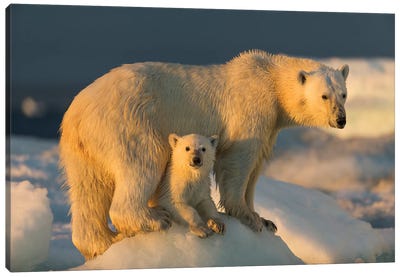 Polar Bear Cub Beneath Mother While Standing On Sea Ice Near Harbor Islands, Canada, Nunavut Territory, Repulse Bay. Canvas Art Print - Polar Bear Art
