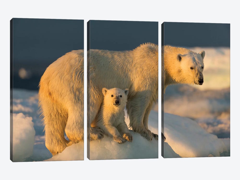 Polar Bear Cub Beneath Mother While Standing On Sea Ice Near Harbor Islands, Canada, Nunavut Territory, Repulse Bay. 3-piece Canvas Art