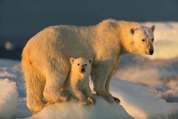 Polar Bear Cub Beneath Mother While Standing On Sea Ice Near Harbor Islands, Canada, Nunavut Territory, Repulse Bay.