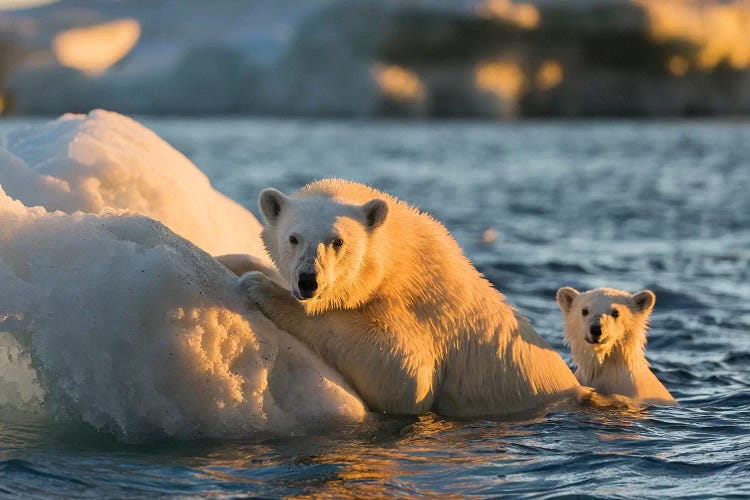 Polar Bear And Young Cub Cling To Melting Sea Ice At Sunset Near Harbor Islands, Canada, Nunavut Territory, Repulse Bay.