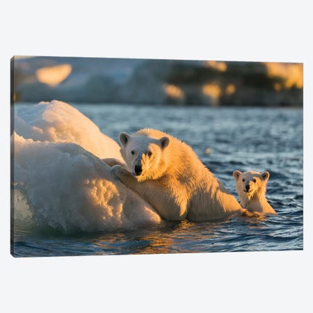 Polar Bear And Young Cub Cling To Melting Sea Ice At Sunset Near Harbor Islands, Canada, Nunavut Territory, Repulse Bay. Canvas Print #PSO23} by Paul Souders Canvas Art Print