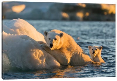 Polar Bear And Young Cub Cling To Melting Sea Ice At Sunset Near Harbor Islands, Canada, Nunavut Territory, Repulse Bay. Canvas Art Print