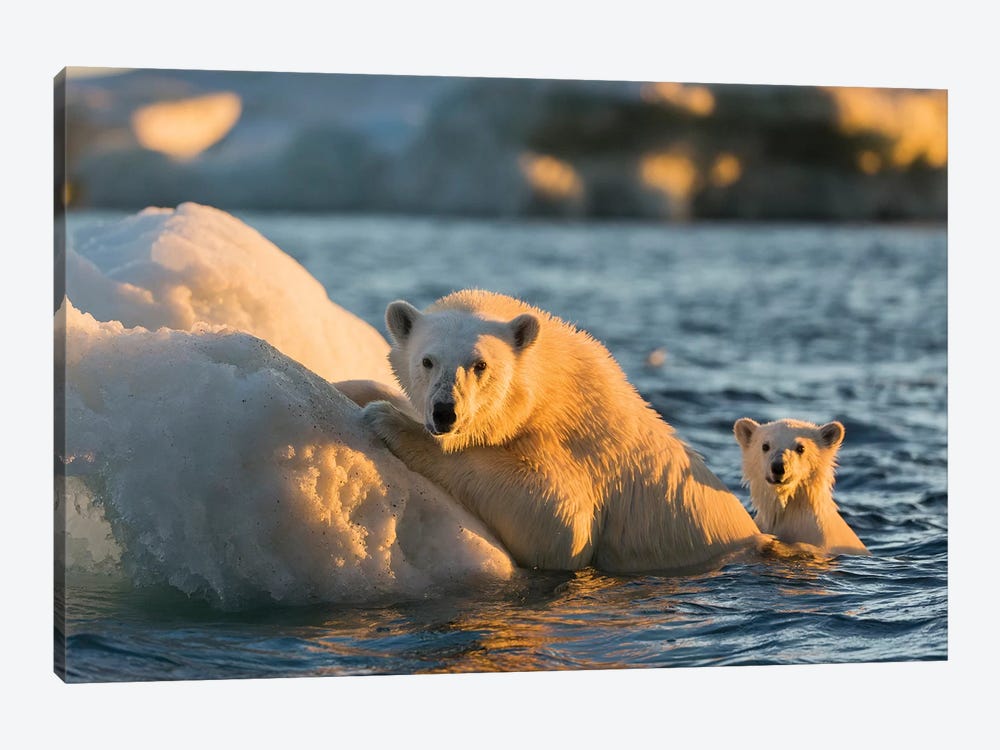 Polar Bear And Young Cub Cling To Melting Sea Ice At Sunset Near Harbor Islands, Canada, Nunavut Territory, Repulse Bay. by Paul Souders 1-piece Canvas Print