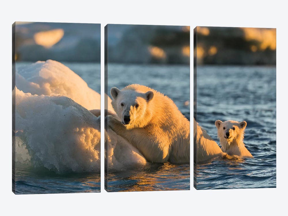 Polar Bear And Young Cub Cling To Melting Sea Ice At Sunset Near Harbor Islands, Canada, Nunavut Territory, Repulse Bay. by Paul Souders 3-piece Canvas Print