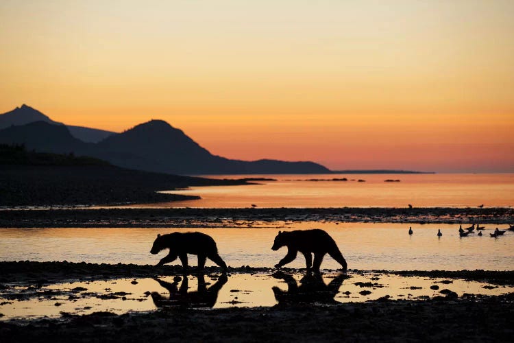 Grizzly Bear Cubs Walking Along Kukak Bay Before Sunrise On Late Summer Morning USA, Alaska, Katmai National Park.