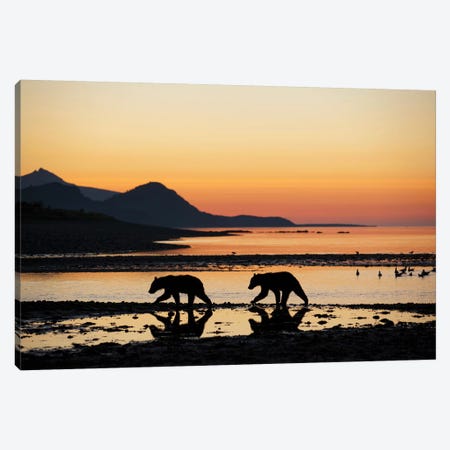 Grizzly Bear Cubs Walking Along Kukak Bay Before Sunrise On Late Summer Morning USA, Alaska, Katmai National Park. Canvas Print #PSO24} by Paul Souders Canvas Artwork