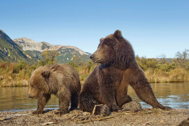 Grizzly Bear Sow And Cub Rest While Feeding By Stream, Katmai National Park & Preserve