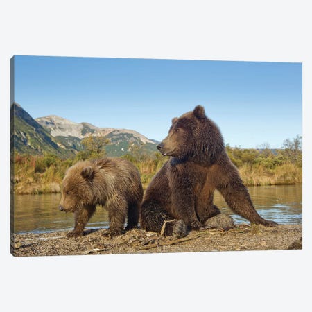 Grizzly Bear Sow And Cub Rest While Feeding By Stream, Katmai National Park & Preserve Canvas Print #PSO25} by Paul Souders Canvas Wall Art