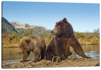 Grizzly Bear Sow And Cub Rest While Feeding By Stream, Katmai National Park & Preserve Canvas Art Print - Brown Bear Art