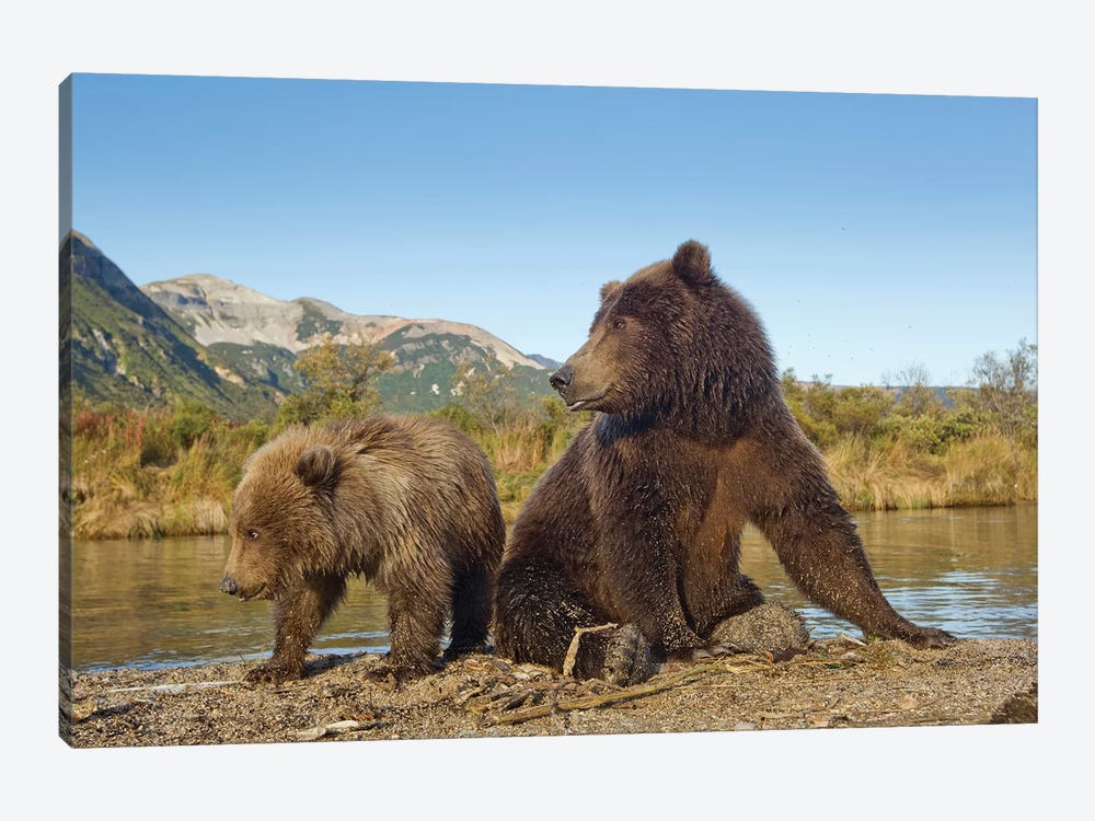 Grizzly Bear Sow And Cub Rest While Feeding By Stream, Katmai National Park & Preserve by Paul Souders 1-piece Canvas Art Print