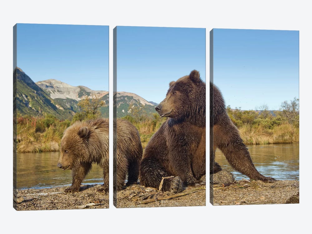 Grizzly Bear Sow And Cub Rest While Feeding By Stream, Katmai National Park & Preserve by Paul Souders 3-piece Canvas Print