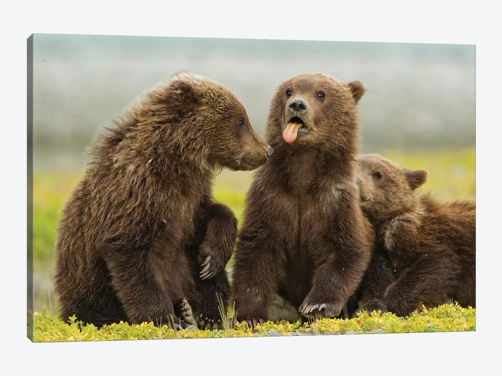 Grizzly Bear Spring Cub Sticks Out Tongue While Resting On Tidal Flats Along Kukak Bay, USA, Alaska, Katmai National Park. by Paul Souders 1-piece Canvas Art
