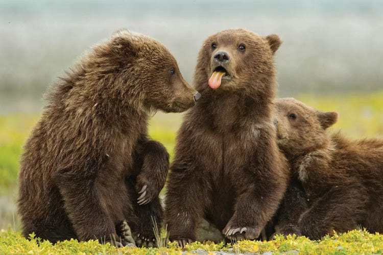 Grizzly Bear Spring Cub Sticks Out Tongue While Resting On Tidal Flats Along Kukak Bay, USA, Alaska, Katmai National Park.