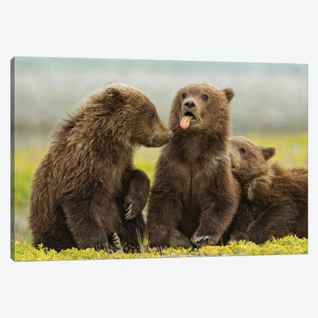 Grizzly Bear Spring Cub Sticks Out Tongue While Resting On Tidal Flats Along Kukak Bay, USA, Alaska, Katmai National Park. Canvas Print #PSO26} by Paul Souders Canvas Wall Art
