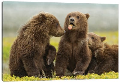 Grizzly Bear Spring Cub Sticks Out Tongue While Resting On Tidal Flats Along Kukak Bay, USA, Alaska, Katmai National Park. Canvas Art Print
