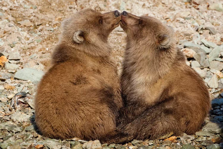 Grizzly Bear Spring Cubs Playing On Banks Of Salmon Spawning Stream, Katmai National Park & Preserve