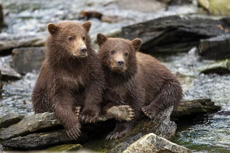 Coastal Brown Bear Spring Cubs Sitting On Stones Along Salmon Spawning Stream By Kuliak Bay, USA, Alaska, Katmai National Park.