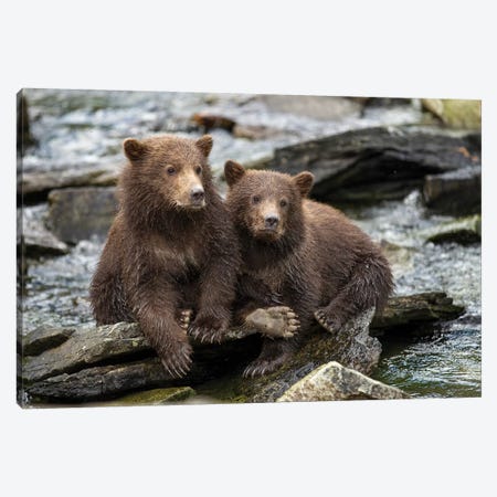 Coastal Brown Bear Spring Cubs Sitting On Stones Along Salmon Spawning Stream By Kuliak Bay, USA, Alaska, Katmai National Park. Canvas Print #PSO28} by Paul Souders Canvas Print
