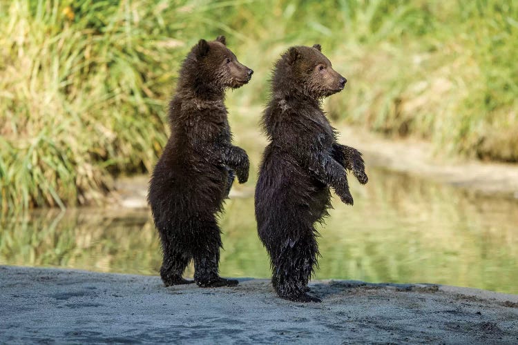 Coastal Brown Bear Spring Cubs Standing Along Salmon Spawning Stream, USA, Alaska, Katmai National Park.