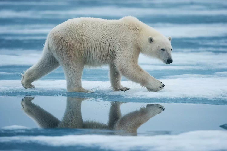 Lone Polar Bear, Sabinebukta, Nordaustlandet, Svalbard, Norway
