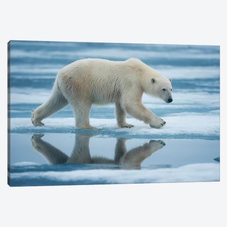 Lone Polar Bear, Sabinebukta, Nordaustlandet, Svalbard, Norway Canvas Print #PSO4} by Paul Souders Canvas Print