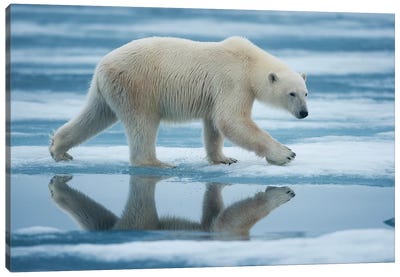 Lone Polar Bear, Sabinebukta, Nordaustlandet, Svalbard, Norway Canvas Art Print - Norway Art