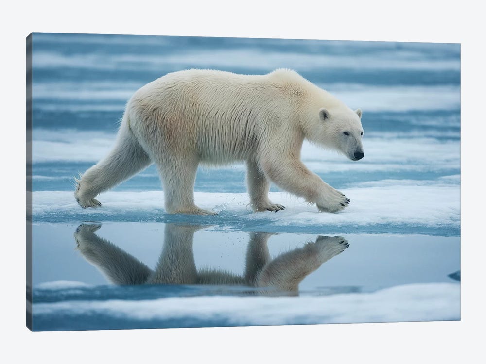 Lone Polar Bear, Sabinebukta, Nordaustlandet, Svalbard, Norway by Paul Souders 1-piece Art Print