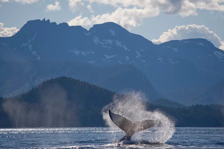 Humpback Whale's Tail, Chatham Strait, Alaska, USA