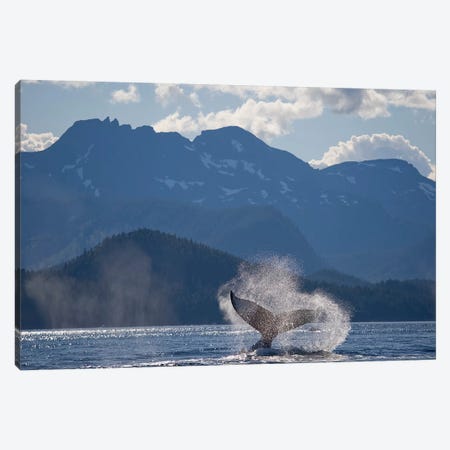 Humpback Whale's Tail, Chatham Strait, Alaska, USA Canvas Print #PSO6} by Paul Souders Art Print